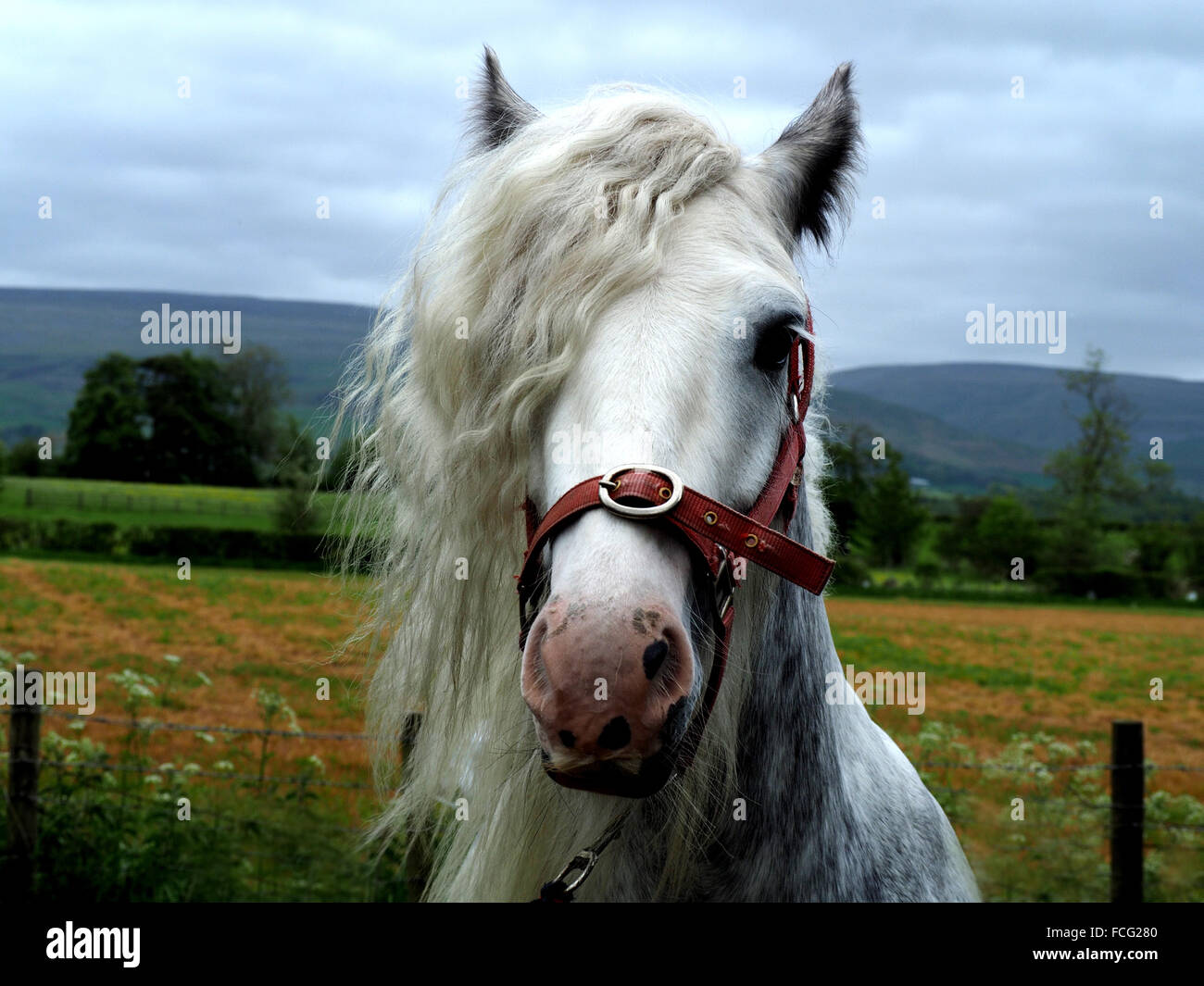 Portrait du cheval blanc avec une manie luxuriante lors du célèbre rassemblement annuel de voyageurs à la foire Appleby Horse Fair, Cumbria Angleterre Royaume-Uni Banque D'Images