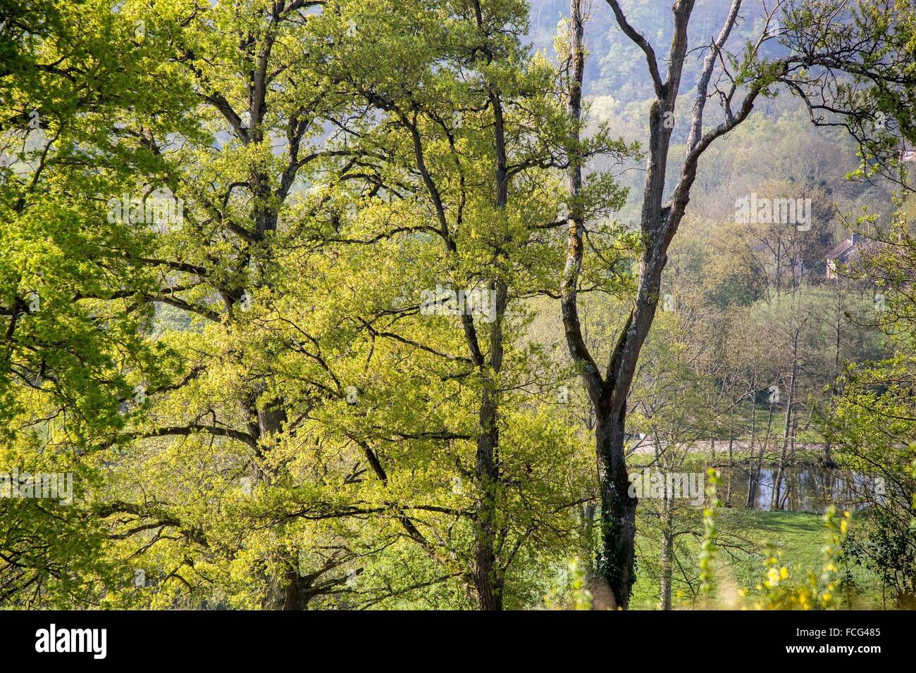 NORMANDIE-MAINE, PARC NATUREL RÉGIONAL DE L'ORNE (61), FRANCE Banque D'Images