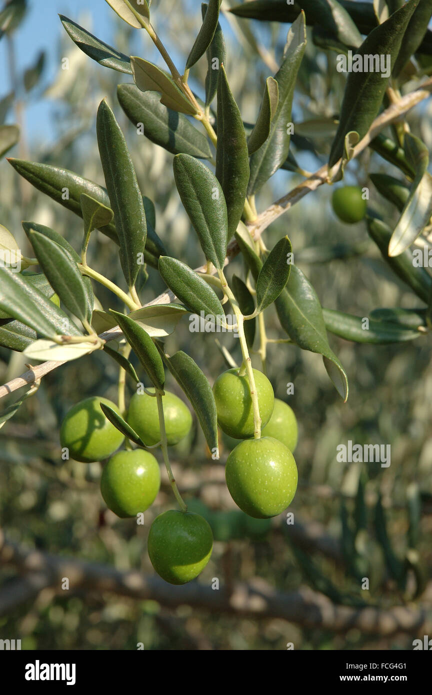 Olives - Dalmatie, Croatie Banque D'Images