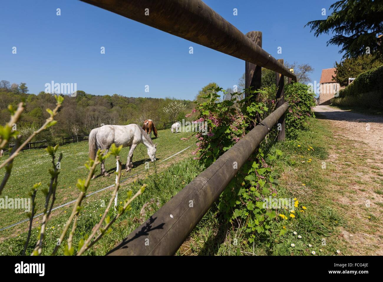 NORMANDIE-MAINE, PARC NATUREL RÉGIONAL DE L'ORNE (61), FRANCE Banque D'Images