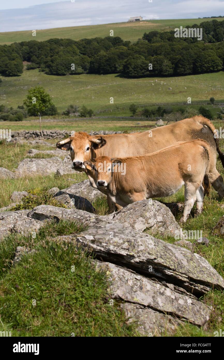 ILLUSTRATION DE L'Aveyron (12), FRANCE Banque D'Images