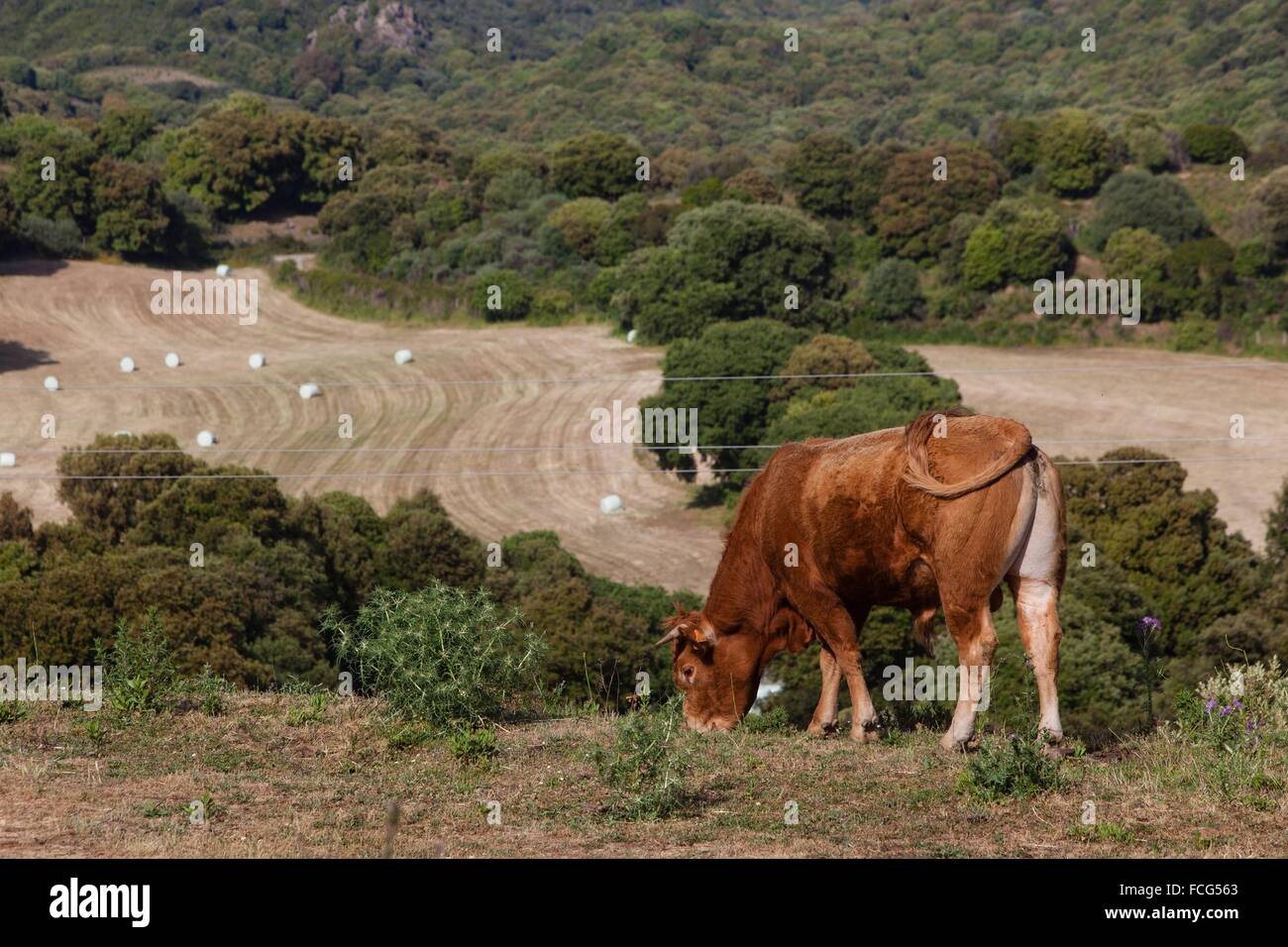 ILLUSTRATION DE Corse-du-Sud (2A), FRANCE Banque D'Images