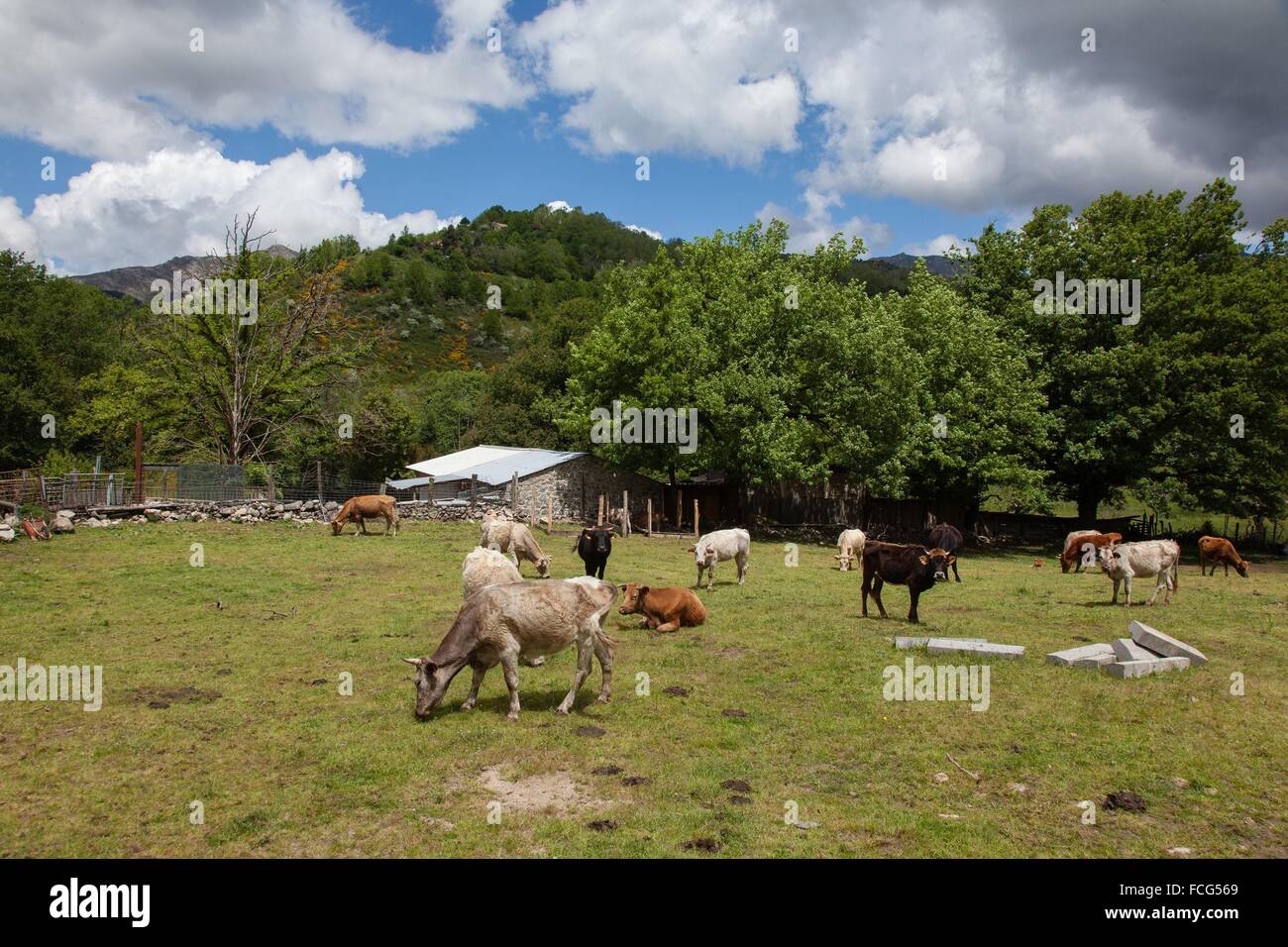 ILLUSTRATION DE Corse-du-Sud (2A), FRANCE Banque D'Images