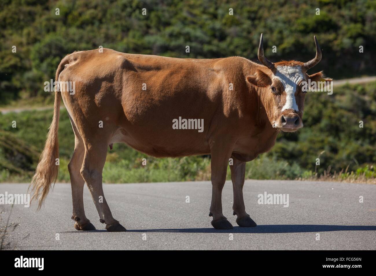 ILLUSTRATION DE Corse-du-Sud (2A), FRANCE Banque D'Images