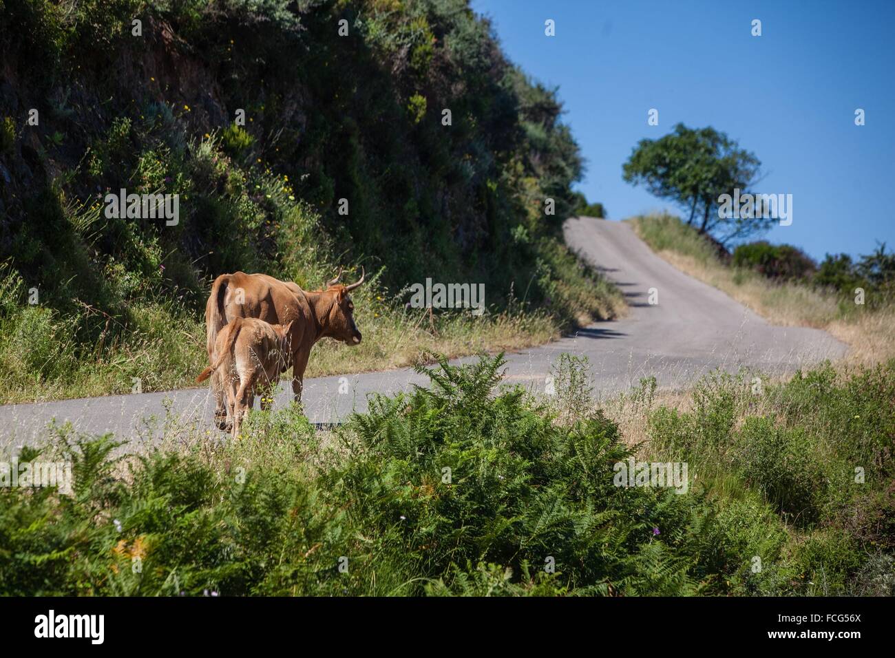 ILLUSTRATION DE Corse-du-Sud (2A), FRANCE Banque D'Images
