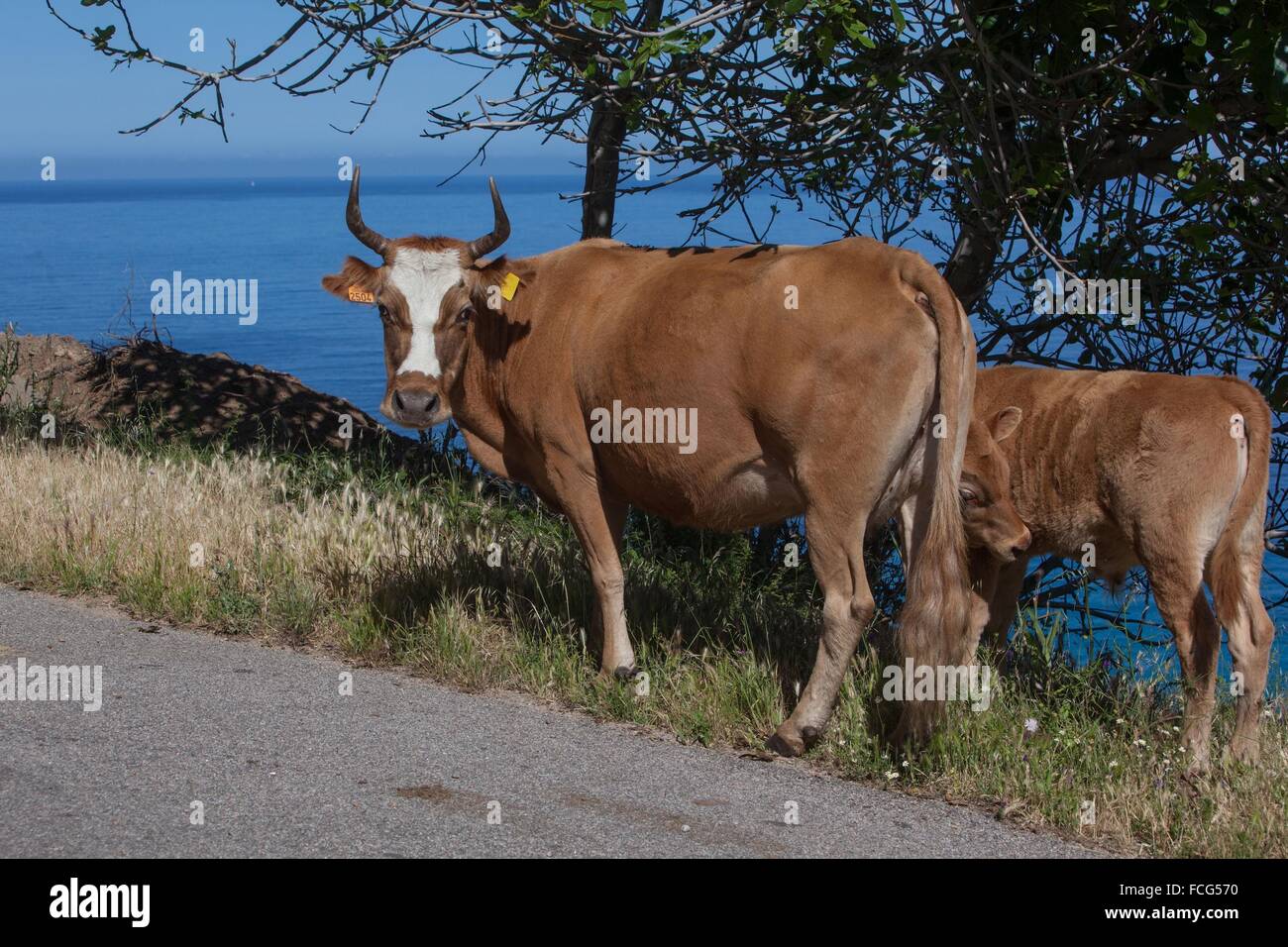 ILLUSTRATION DE Corse-du-Sud (2A), FRANCE Banque D'Images