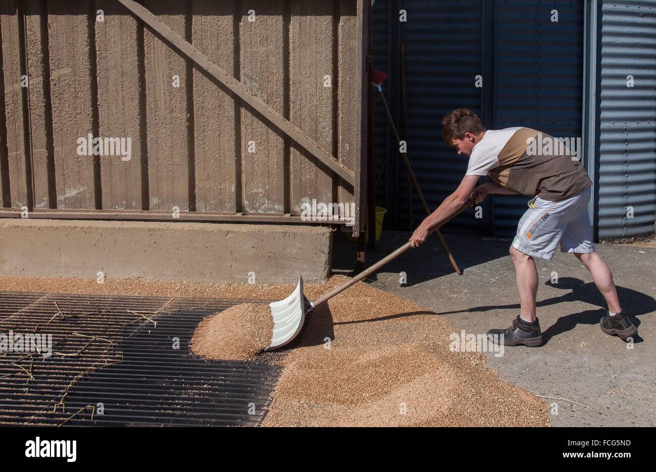 Coopérative des céréales de l'essai, ORNE (61), FRANCE Banque D'Images