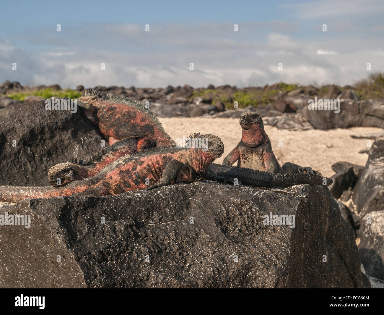 Groupe de quatre iguanes verts et rouges au sommet de roche de lave noire dans des îles Galapagos, en Équateur. Banque D'Images