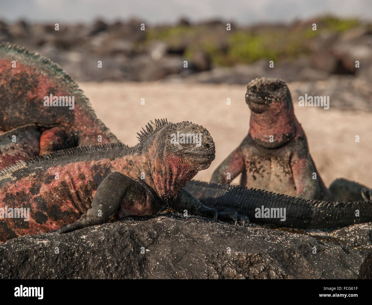 Groupe de quatre iguanes verts et rouges au sommet de roche de lave noire dans des îles Galapagos, en Équateur. Banque D'Images