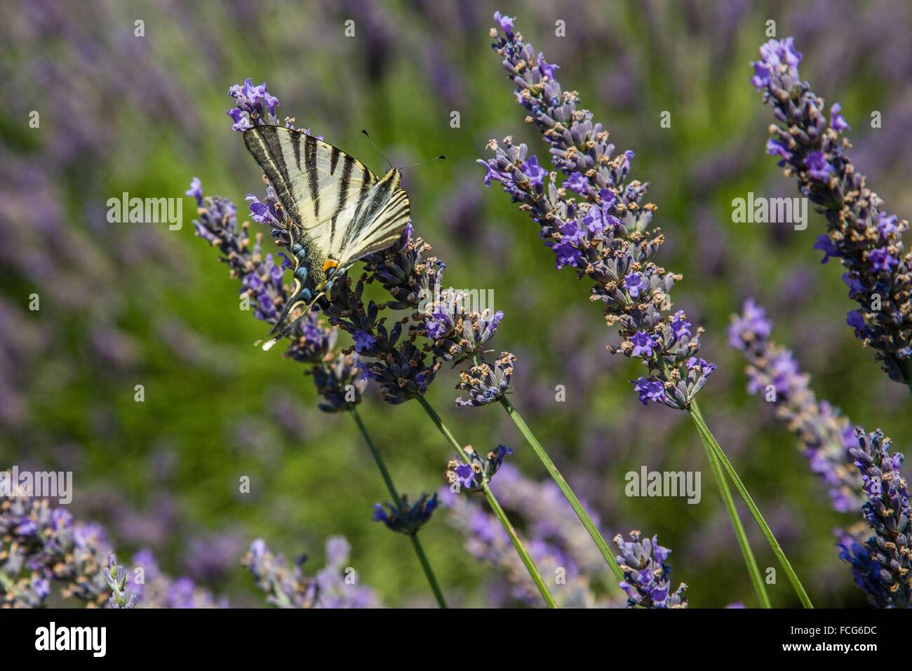 Réserve naturelle des gorges de l'Ardèche, Ardèche (07), RHONE ALPES, FRANCE Banque D'Images