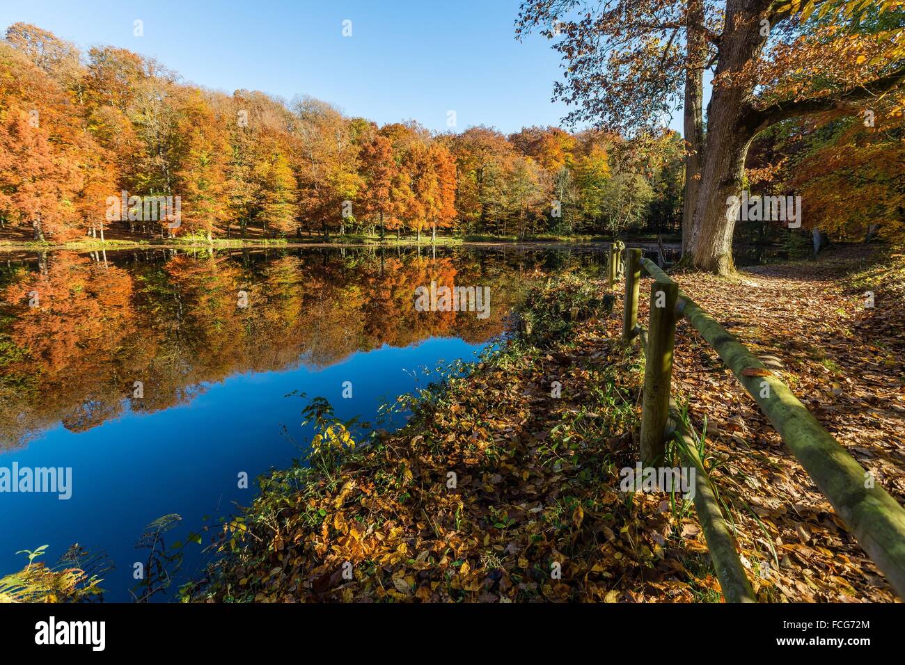 Couleurs d'AUTOMNE DANS LE PERCHE, (61) Orne, Basse-Normandie, FRANCE Banque D'Images