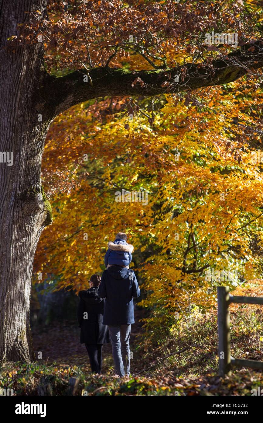 Couleurs d'AUTOMNE DANS LE PERCHE, (61) Orne, Basse-Normandie, FRANCE Banque D'Images