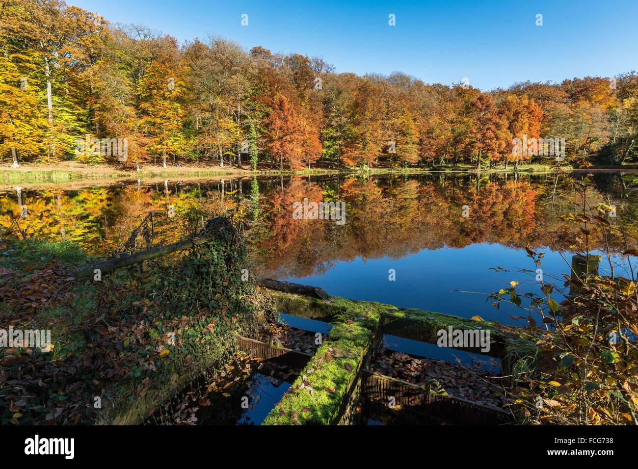 Couleurs d'AUTOMNE DANS LE PERCHE, (61) Orne, Basse-Normandie, FRANCE Banque D'Images