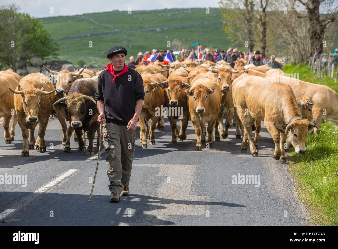 FESTIVAL de transhumance, Lozère (48), FRANCE Banque D'Images