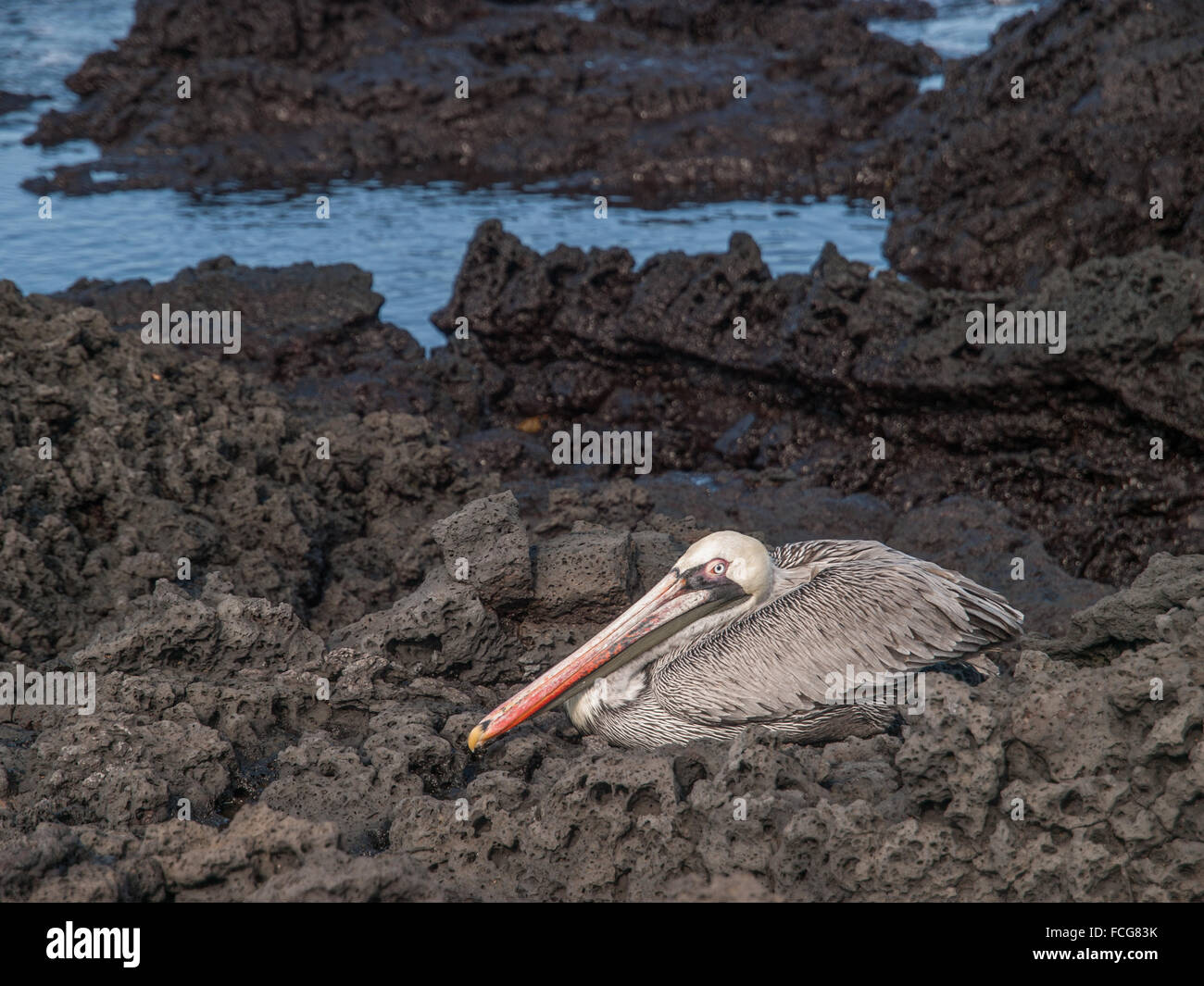 Pelican assis sur la pierre de lave noire sur la mer, dans des îles Galapagos, en Équateur. Banque D'Images