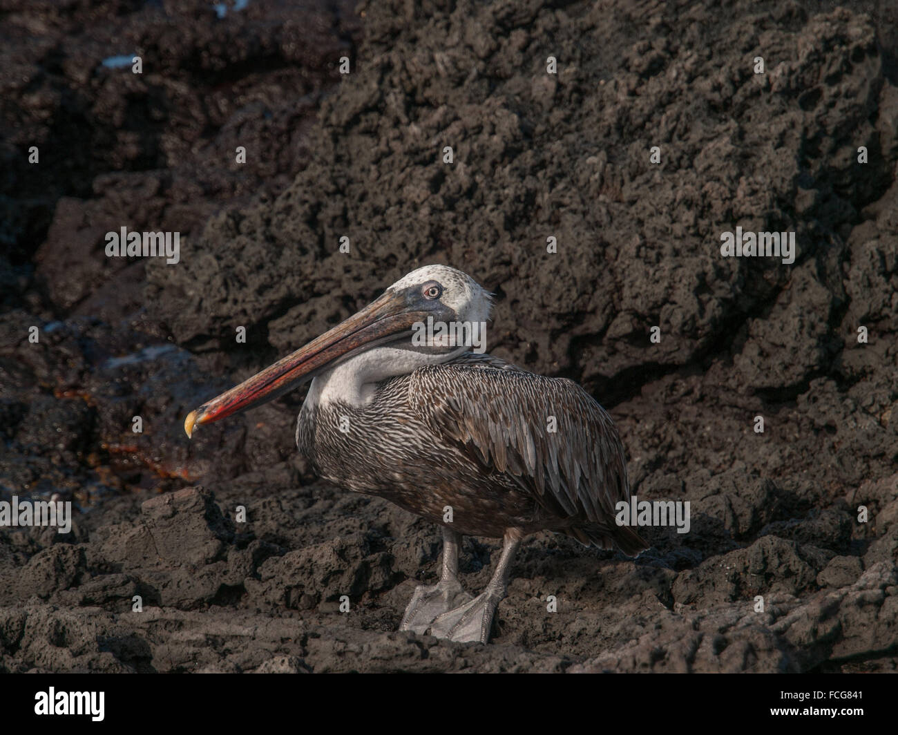 Pelican debout sur la pierre de lave noire dans des îles Galapagos, en Équateur. Banque D'Images