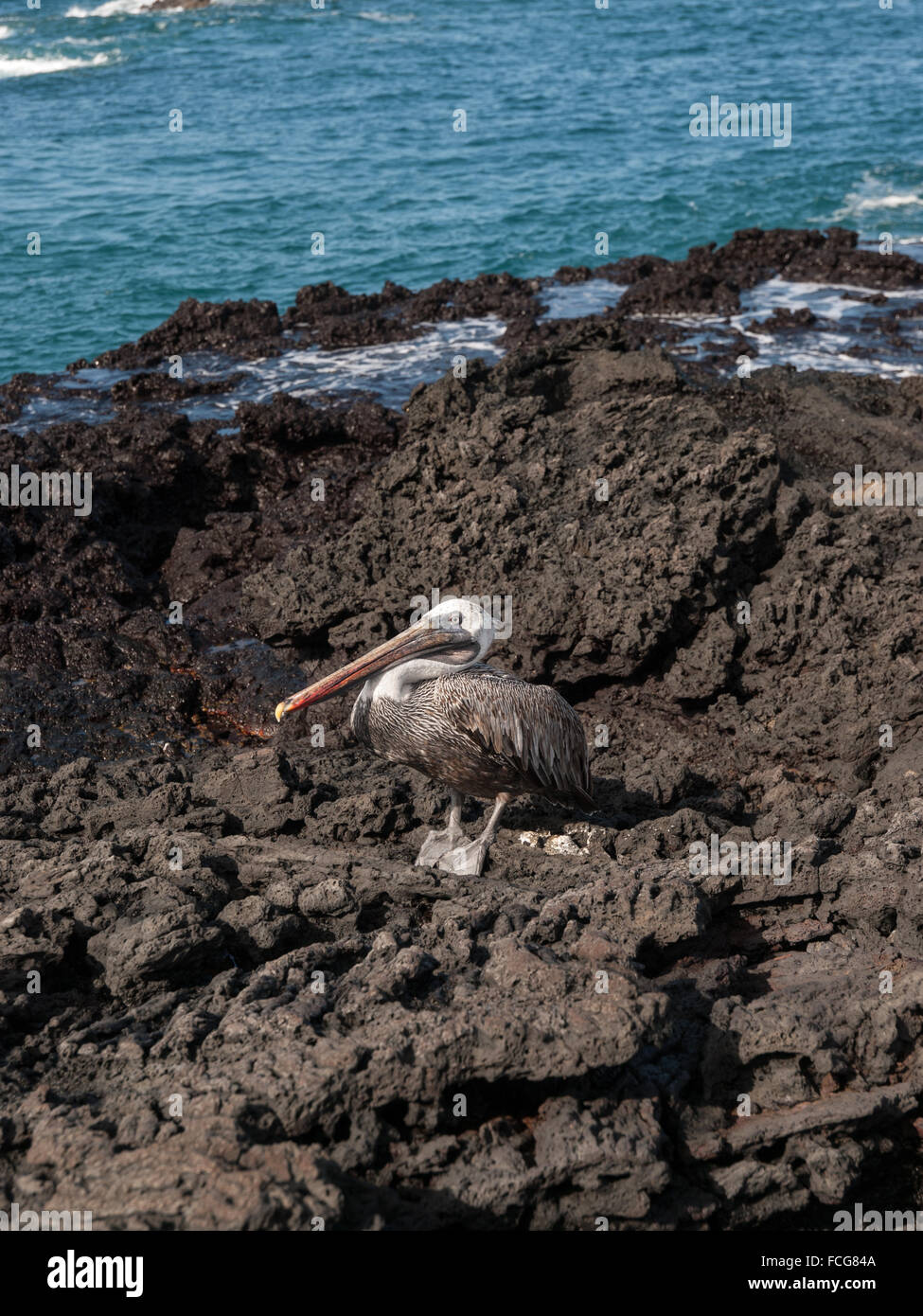 Pelican debout sur la pierre de lave noire sur la mer, dans des îles Galapagos, en Équateur. Banque D'Images