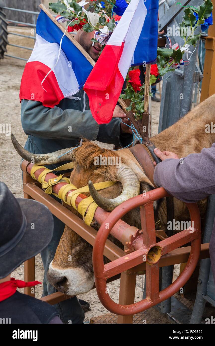 FESTIVAL de transhumance, Lozère (48), FRANCE Banque D'Images