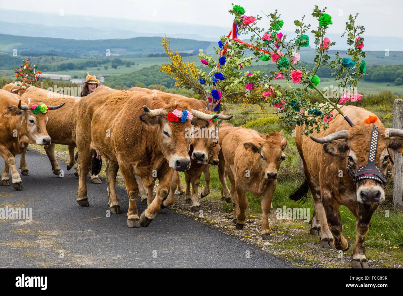 FESTIVAL de transhumance, Lozère (48), FRANCE Banque D'Images