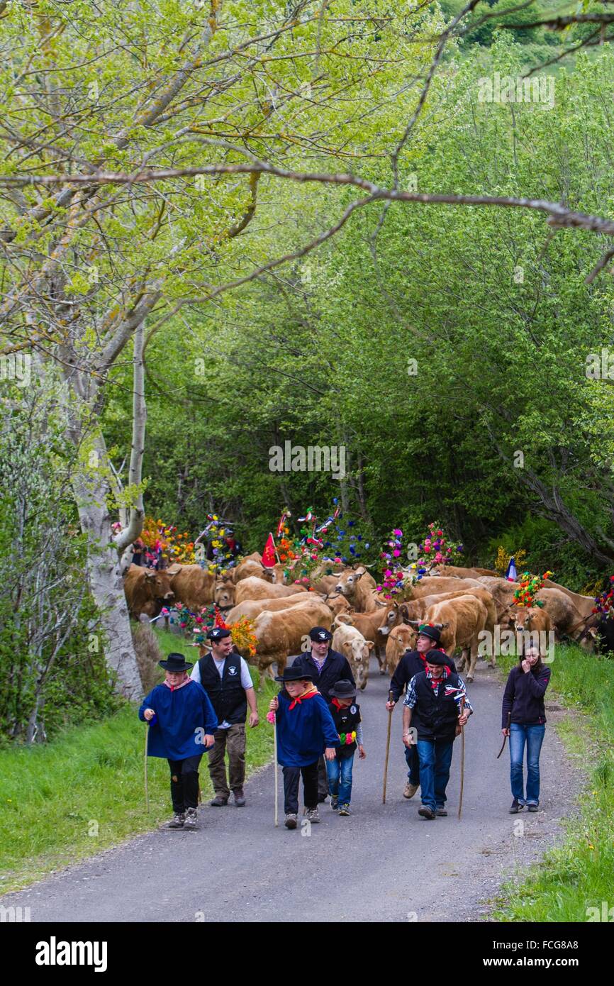 FESTIVAL de transhumance, Lozère (48), FRANCE Banque D'Images