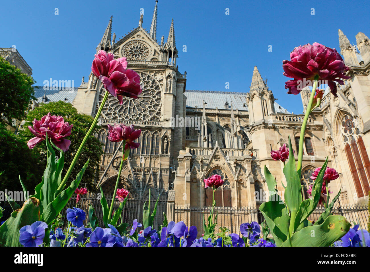Fleurs en face de la cathédrale Notre Dame, Paris, France. Banque D'Images