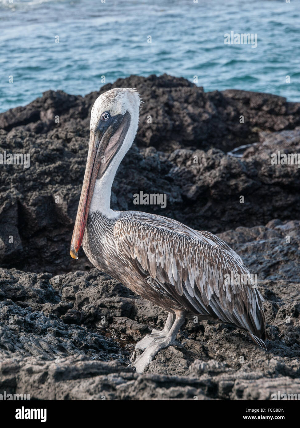 Pelican debout sur la pierre de lave noire sur la mer, dans des îles Galapagos, en Équateur. Banque D'Images