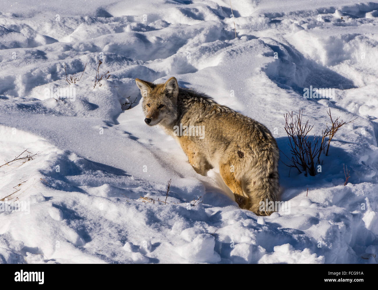 Un Coyote (Canis latrans) debout dans la neige de l'hiver profond. Le Parc National de Yellowstone, Wyoming, USA. Banque D'Images