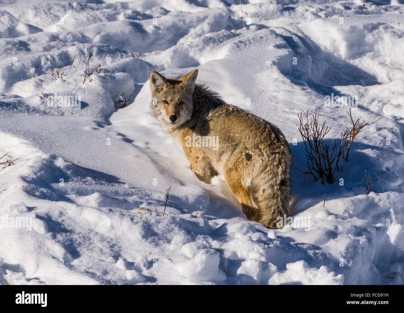 Un Coyote (Canis latrans) debout dans la neige de l'hiver profond. Le Parc National de Yellowstone, Wyoming, USA. Banque D'Images