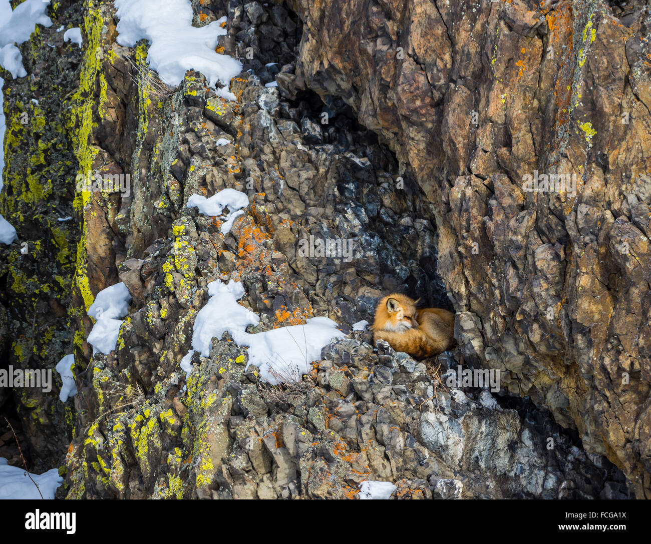 Un renard roux (Vulpes vulpes) prendre une sieste dans son terrier entre les rochers. Le Parc National de Yellowstone, Wyoming, USA. Banque D'Images