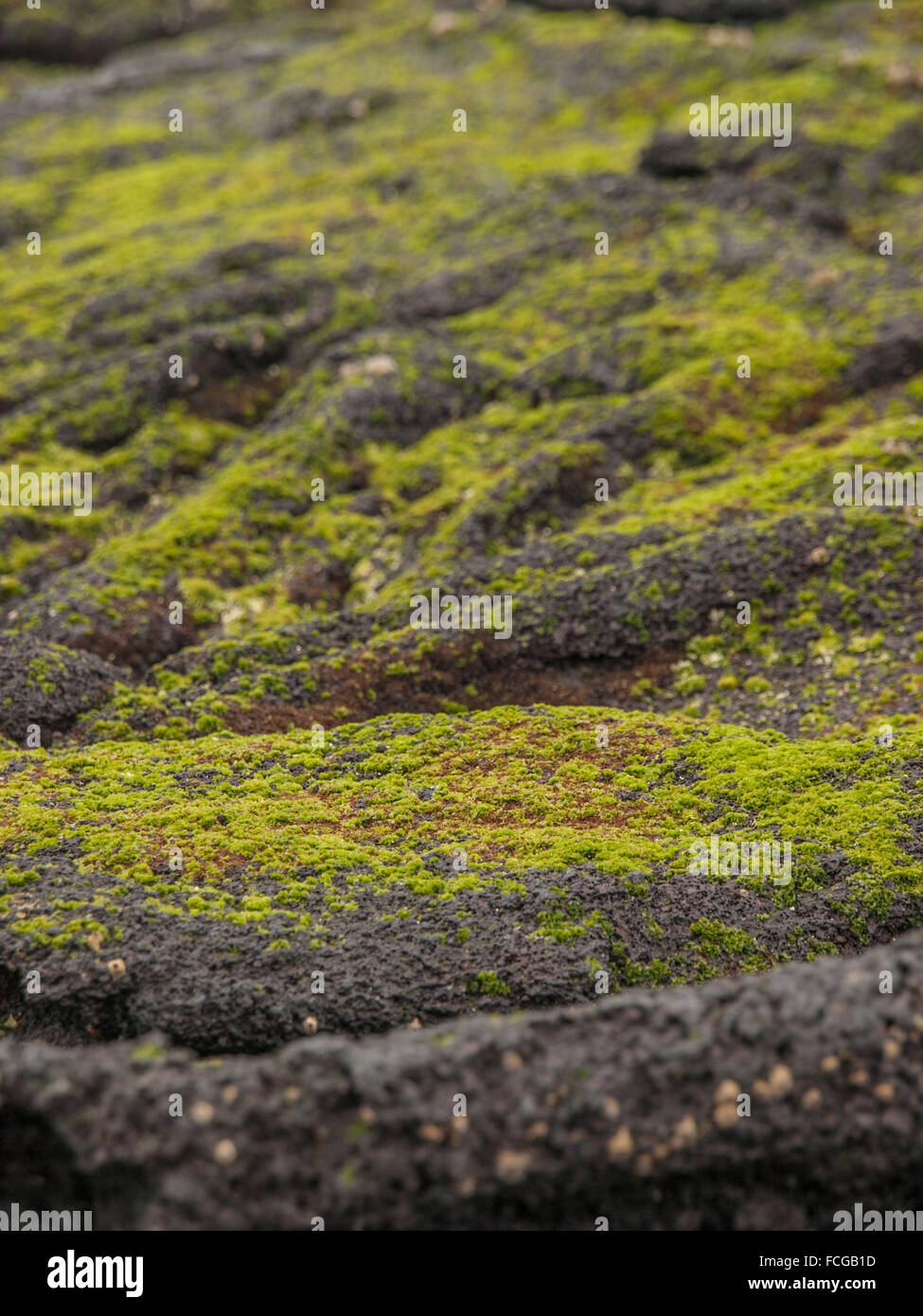 Mousse verte sur le noir de la pierre de lave dans des îles Galapagos, en Équateur. Banque D'Images