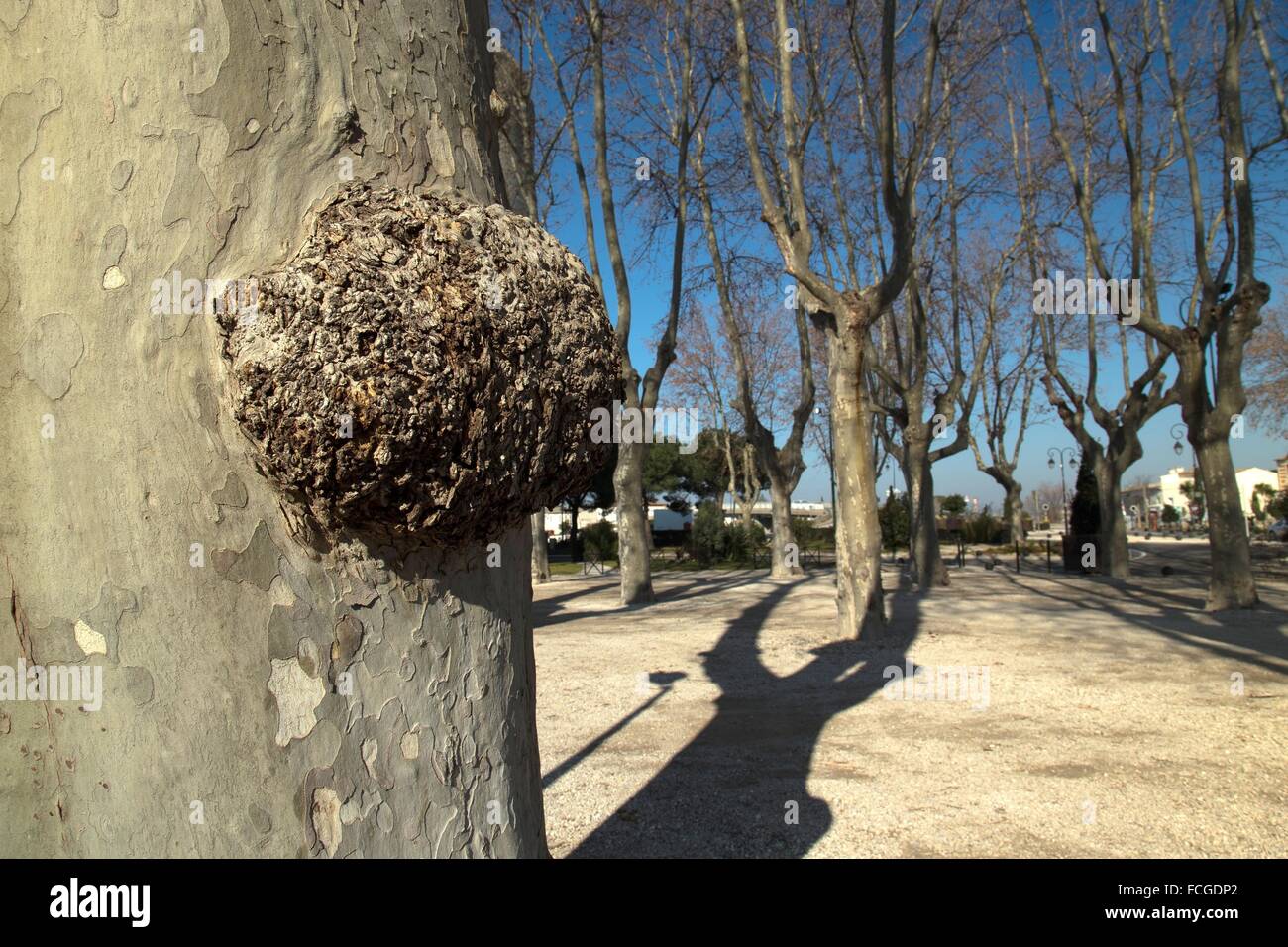 Tree disease Banque de photographies et d’images à haute résolution Alamy — free download
