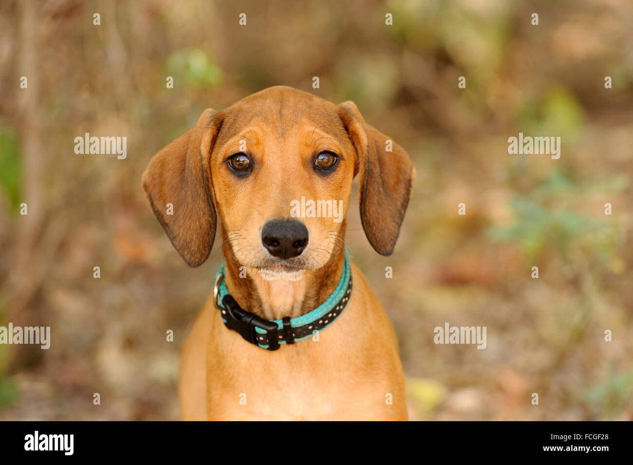 Curieux chien est un joli chien à l'extérieur en vous regardant avec son drôle de visage. Photographié avec Nikon D3s appareil photo. Banque D'Images