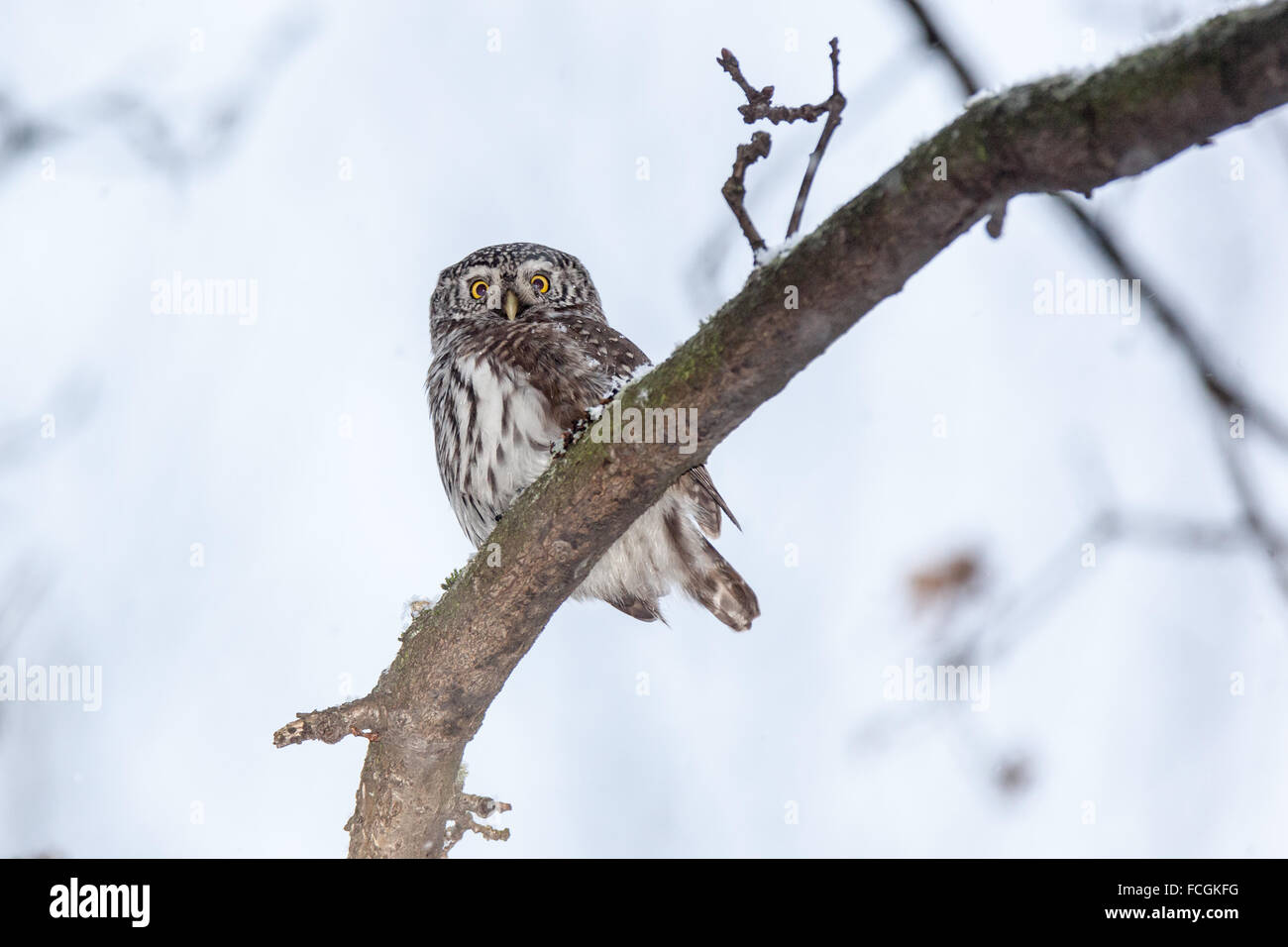 Chouette naine (Glaucidium passerinum). La Russie, Moscou. Banque D'Images