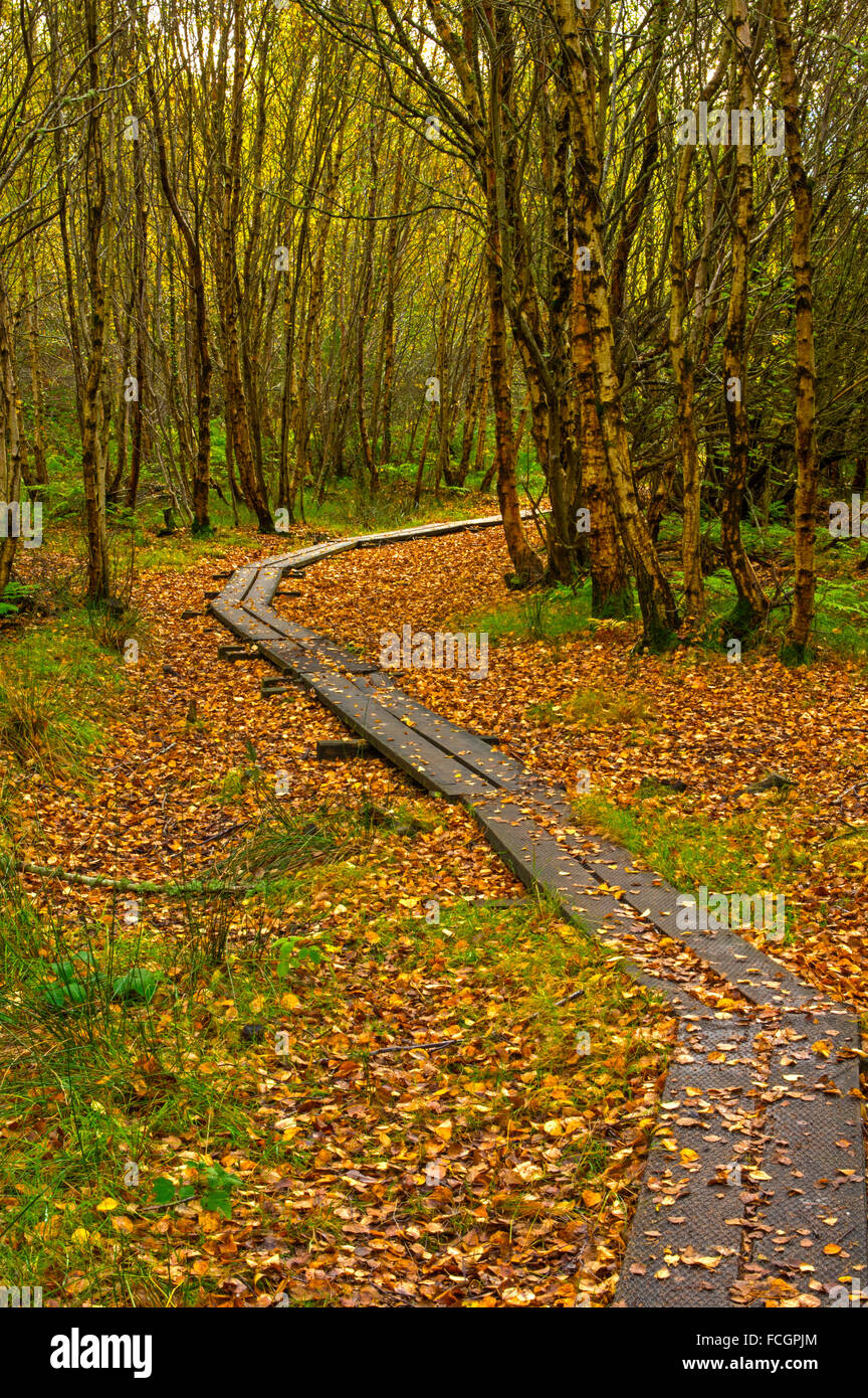 Marcher sur du sol humide en automne Banque D'Images