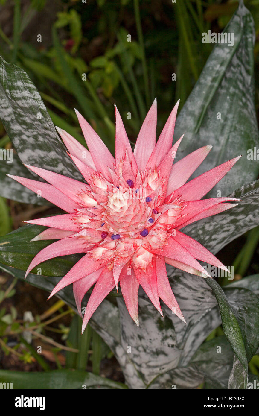 Cluster de spectaculaires d'énormes bractées roses & fleurs violettes de l'Aechmea fasciata bromeliad Primera avec feuillage vert / gris tacheté Banque D'Images