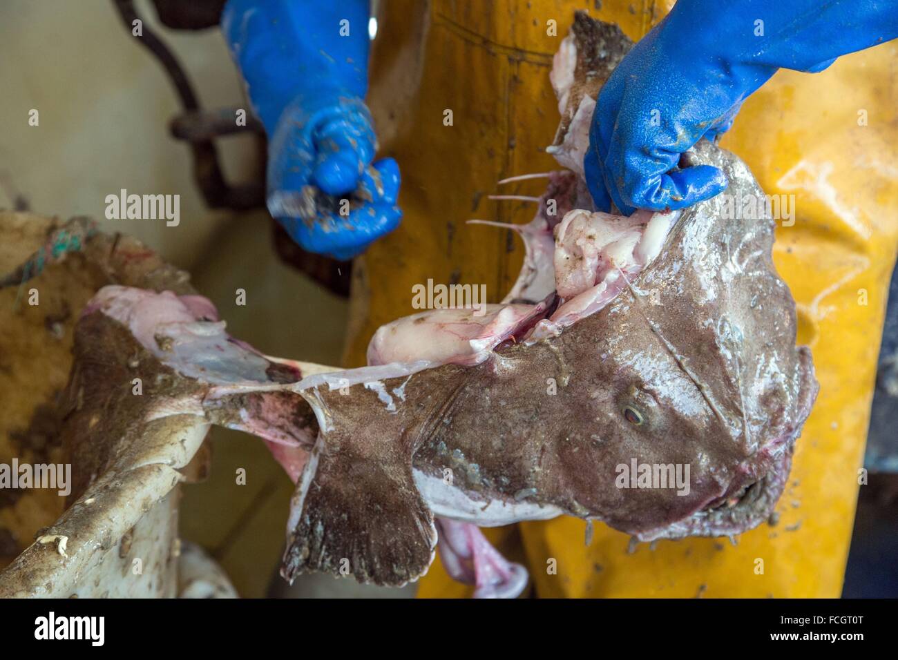 Préparer la lotte AVANT STOCKAGE DANS LES RÉFRIGÉRATEURS, PÊCHE EN MER SUR LE CREVETTIER 'QUENTIN-GREGOIRE' AU LARGE DE LA CÔTE O Banque D'Images