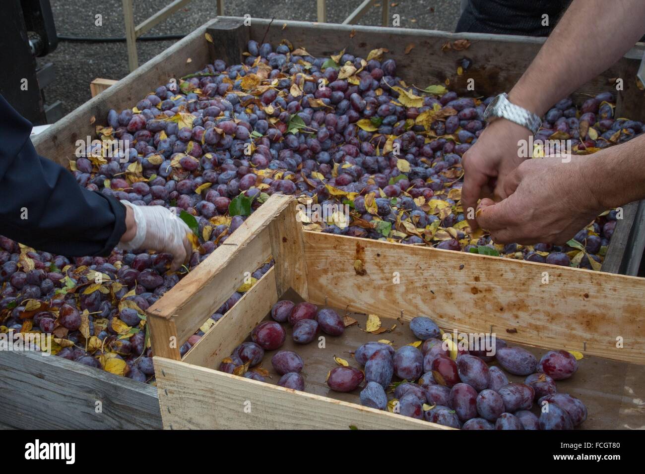 Les Prunes, pruneaux, spécialité régionale d'AGEN, (47) LOT ET GARONNE, FRANCE Banque D'Images