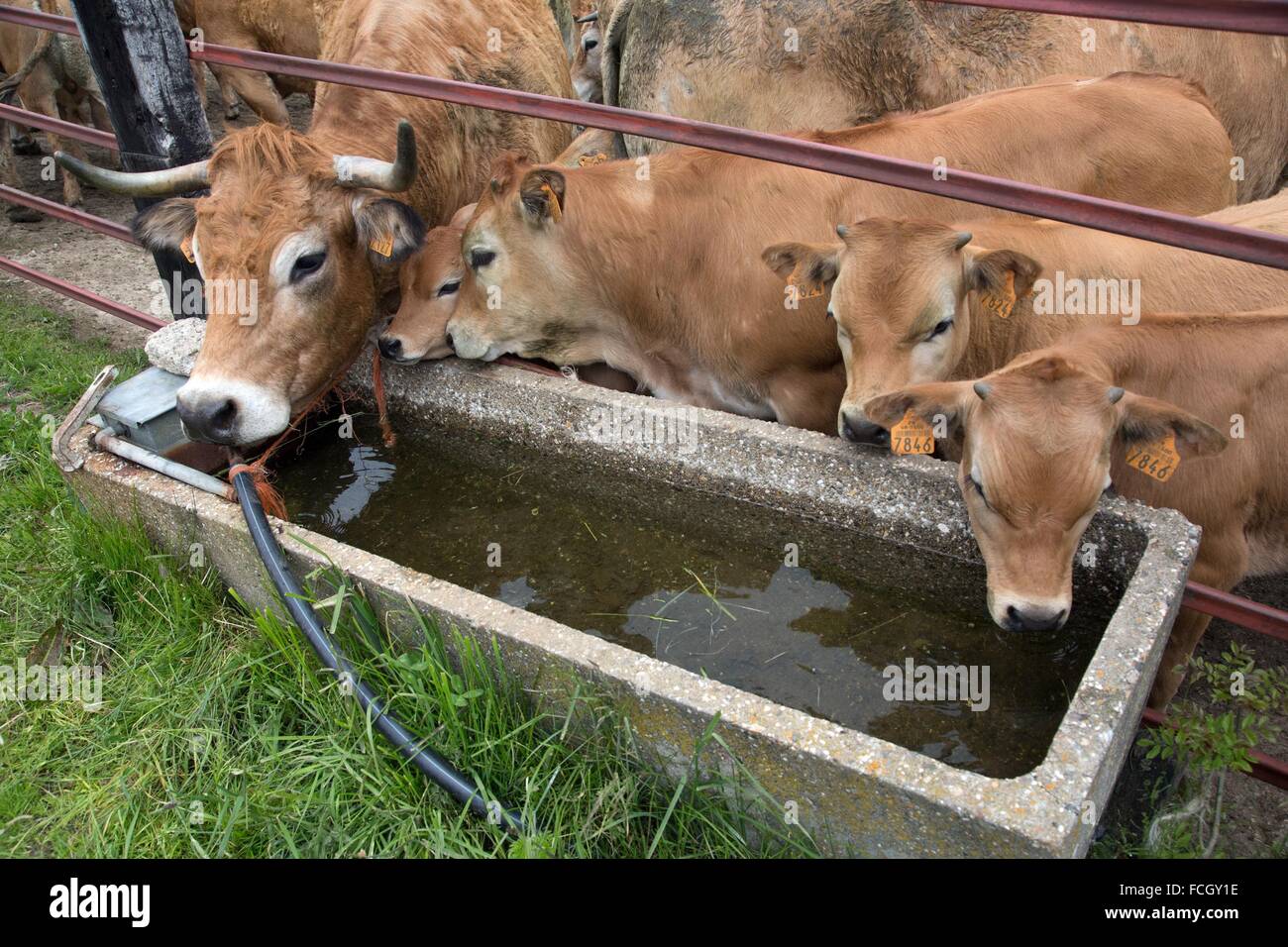 FESTIVAL de transhumance, Lozère (48), FRANCE Banque D'Images