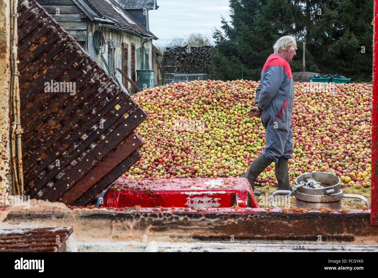 La FABRICATION DE CIDRE DE FERME, NORMANDIE, France Banque D'Images