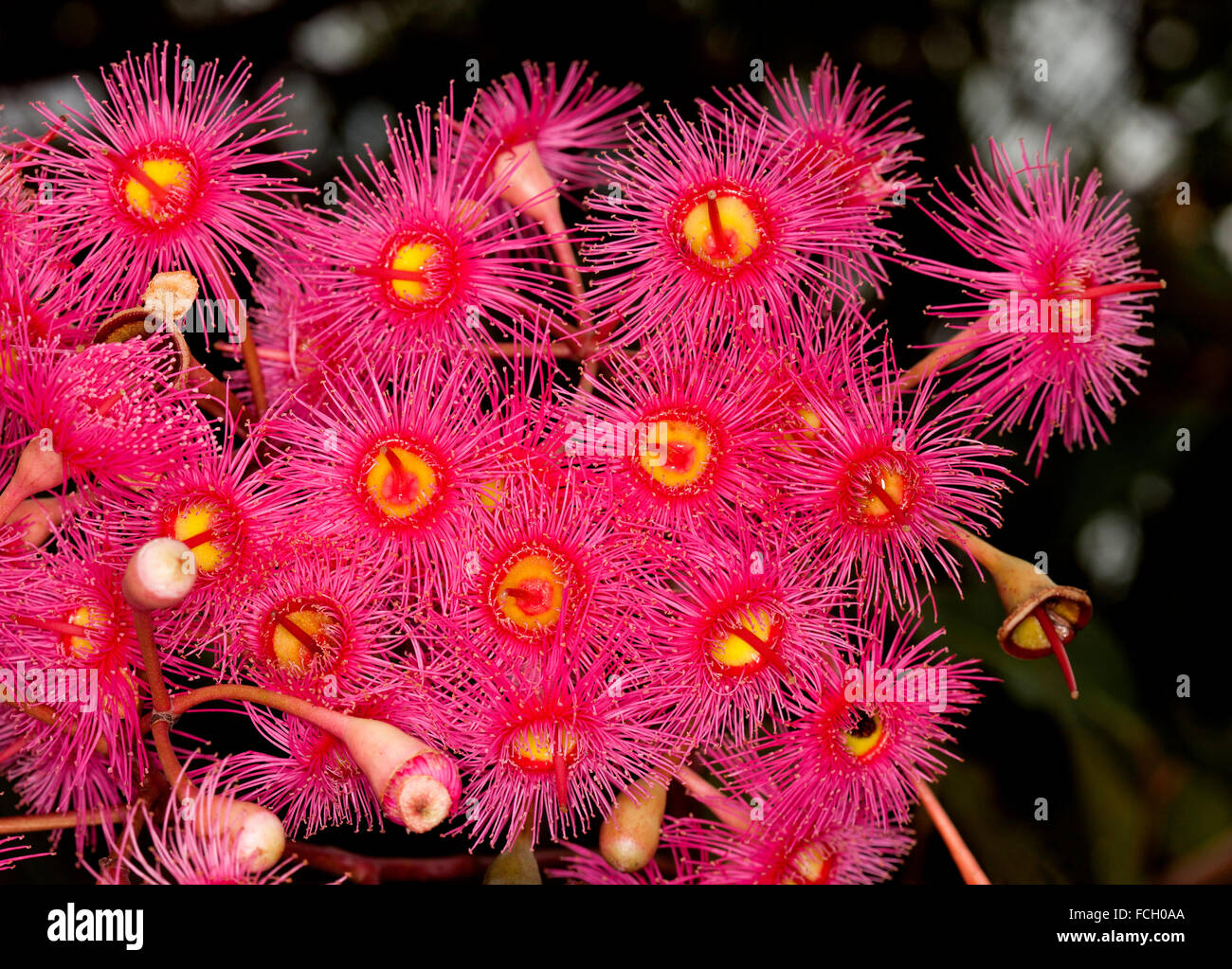 Grappe de fleurs rouge vif de Corymbia ficifolia / Eucalyptus ficifolia indigènes australiens gum tree sur fond sombre Banque D'Images