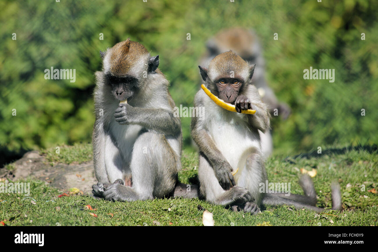 Moment des repas Banque D'Images