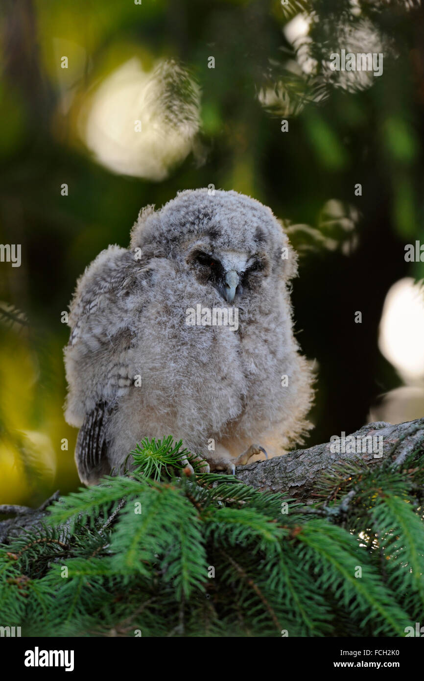 Long-eared Owl Waldohreule / ( Asio otus ), peu de jeunes, qui peut accueillir plus de 24 dans un conifère, est très drôle. Banque D'Images