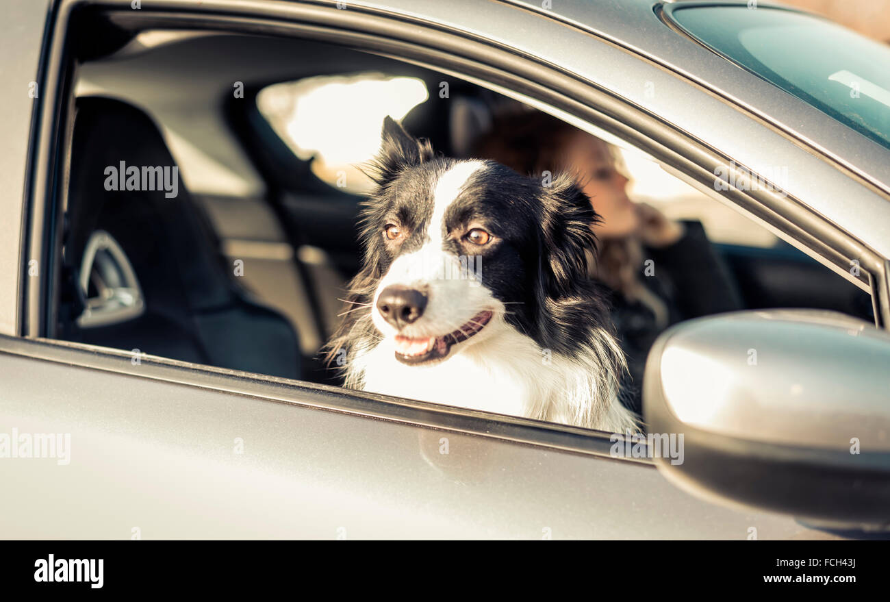 Location de voiture Femme chien assis sur le siège passager Banque D'Images