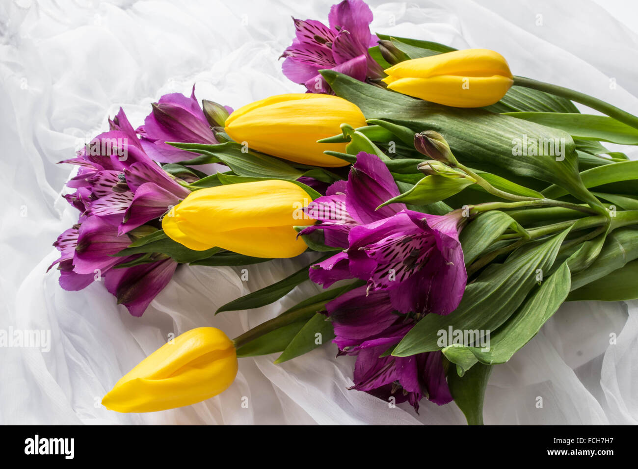 Fleurs de Printemps - tulipe jaune et violet (alstroemeria lis des Incas du Pérou ou lily) avec de l'eau gouttes - Fond blanc Banque D'Images