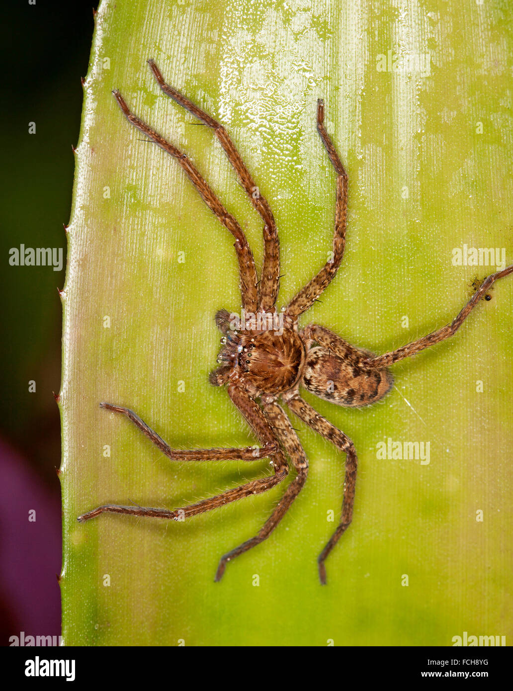 Grande araignée huntsman australien brun Heteropoda cervina sur feuille verte de bromelia Banque D'Images