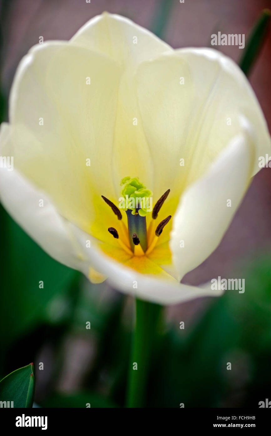 Magnifiques tulipes dans un jardin irlandais, Meath, Irlande Banque D'Images