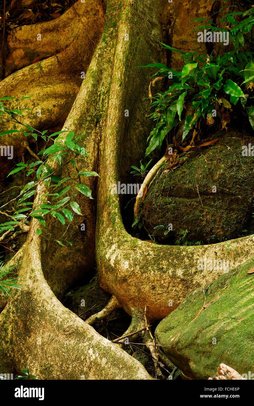Rootes de Kubah national park, Sarawak, Malaisie, Bornéo. Banque D'Images