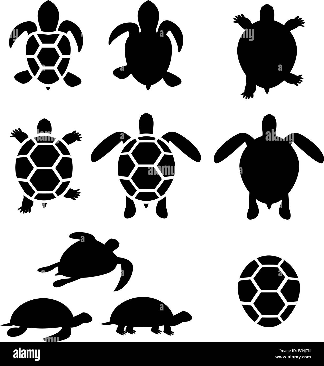 Tortues terrestres et d'ossature, vector Illustration de Vecteur