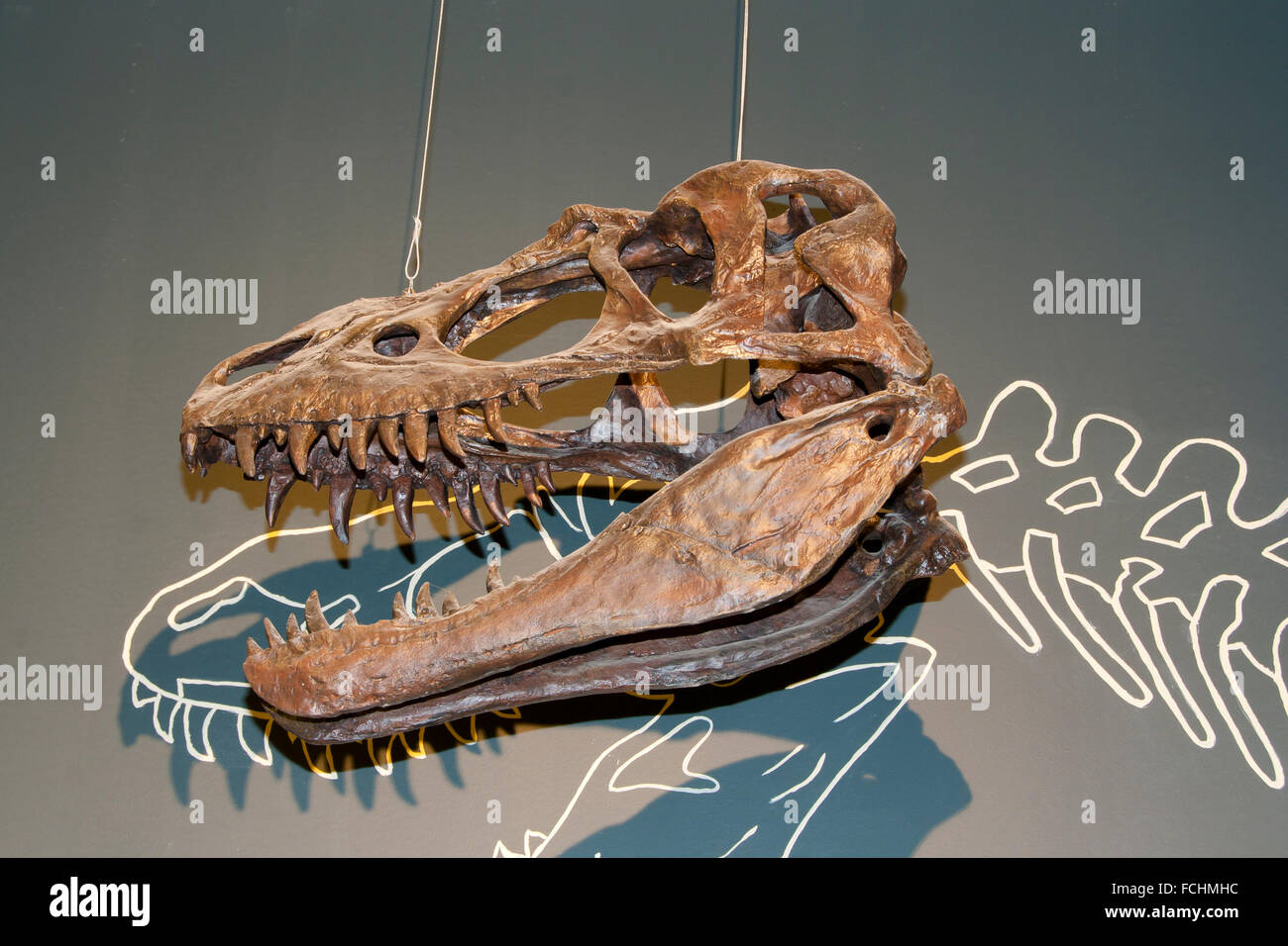 Crâne Albertosaurus Banque D'Images