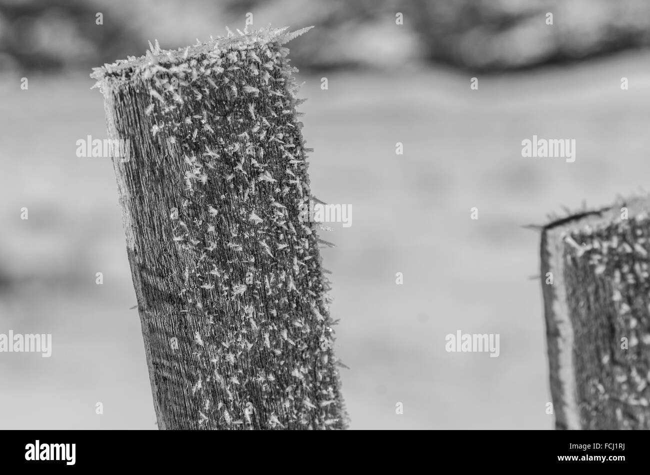 Cristaux de glace sur piquet fermer jusqu'en hiver, dans les montagnes Banque D'Images